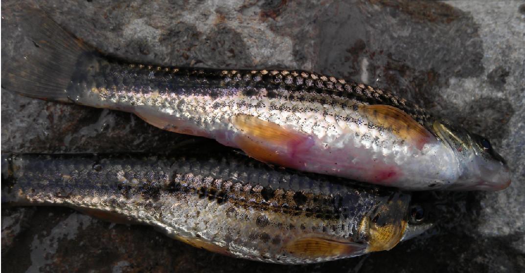 在河里用蚯蚓钓到的, 只有8厘米长然而最近钓获的几条麻鱼却让我犯了