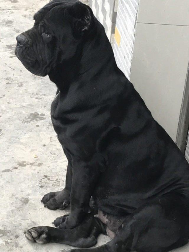 这狗很丑却凶猛祖先曾与狮子厮杀过,名字洋气十足!