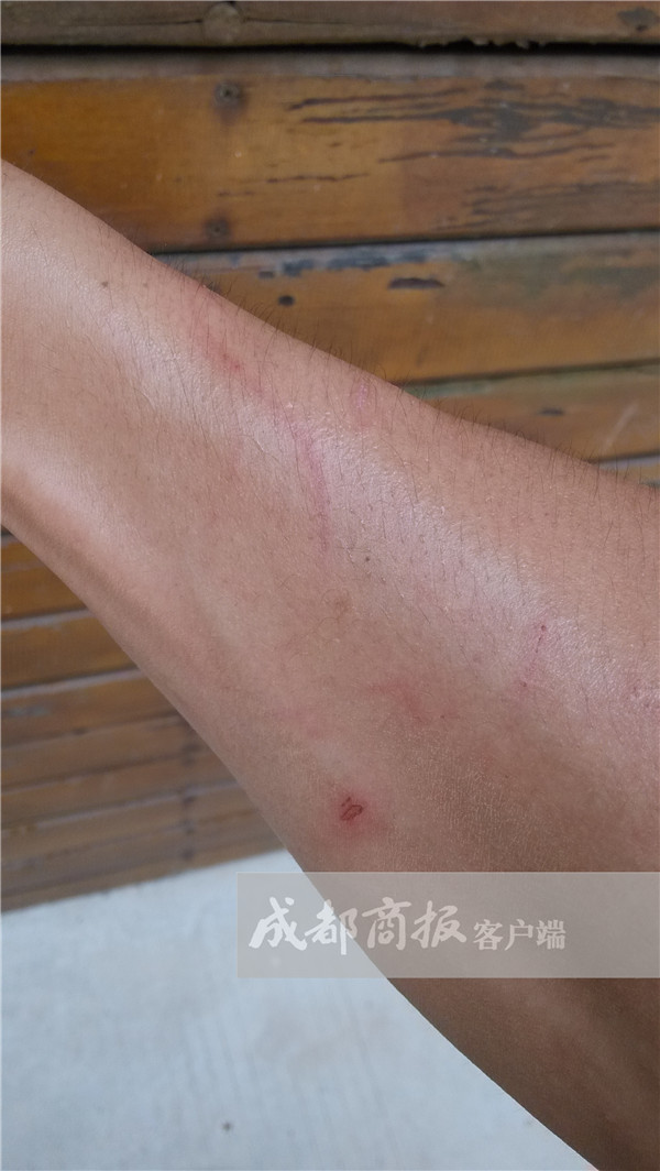 网传成都大熊猫基地滚滚被粗暴扔摔 当事奶爸还原真相