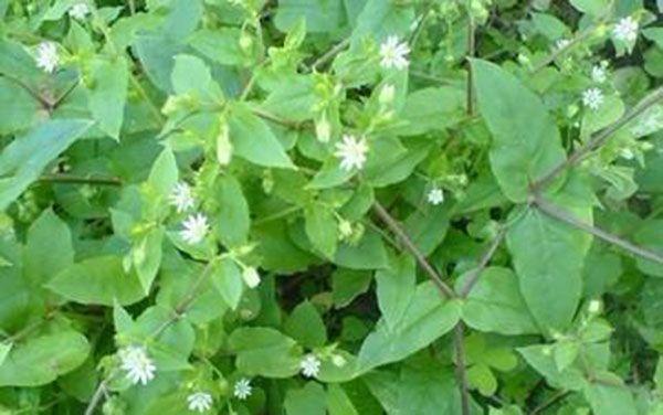 高血压头晕目眩躺着都难受农村的野草可以控压