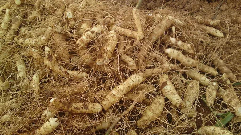 中草药:尾参的功效与禁忌,教你自制尾参茶!