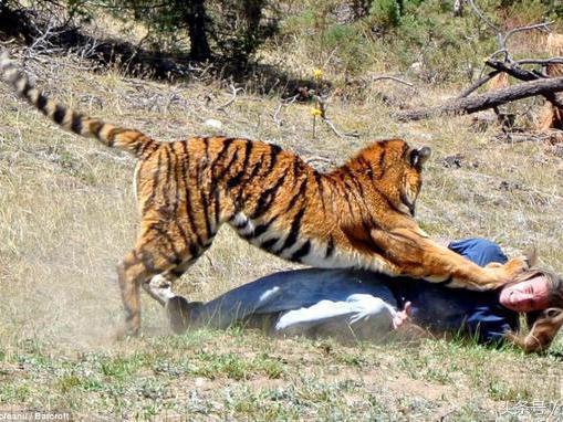 世界上一共有六种老虎,分别是孟加拉虎,西伯利亚虎,华南虎,马来虎