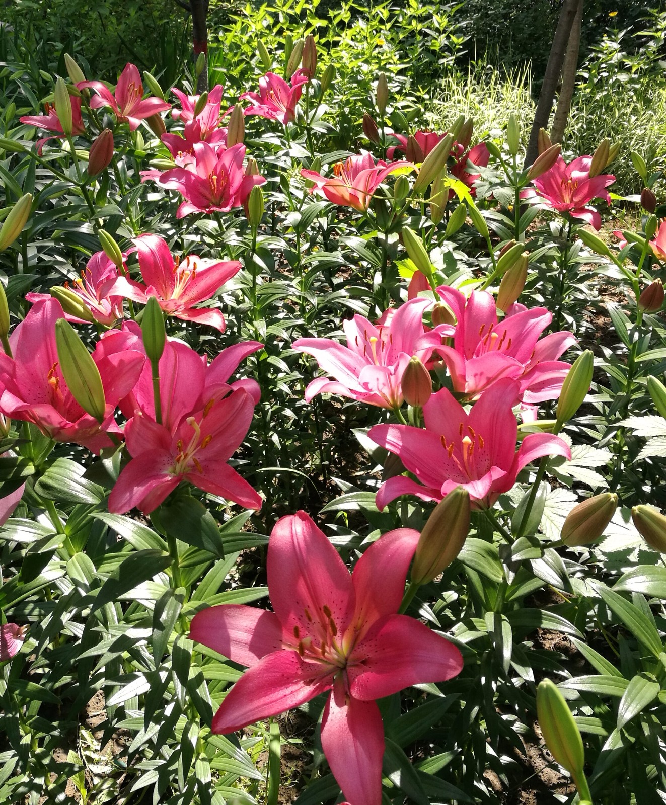 太原市公园里百合花争芳斗艳