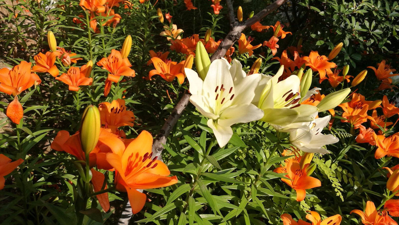 太原市公园里百合花争芳斗艳