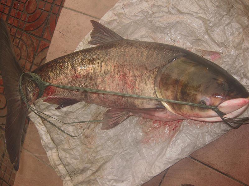 钓上好大的一条胖头鱼, 鱼嘴可以放进两个拳头