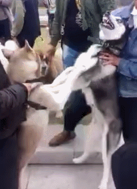 269_371竖版 竖屏gif 动态图 动图