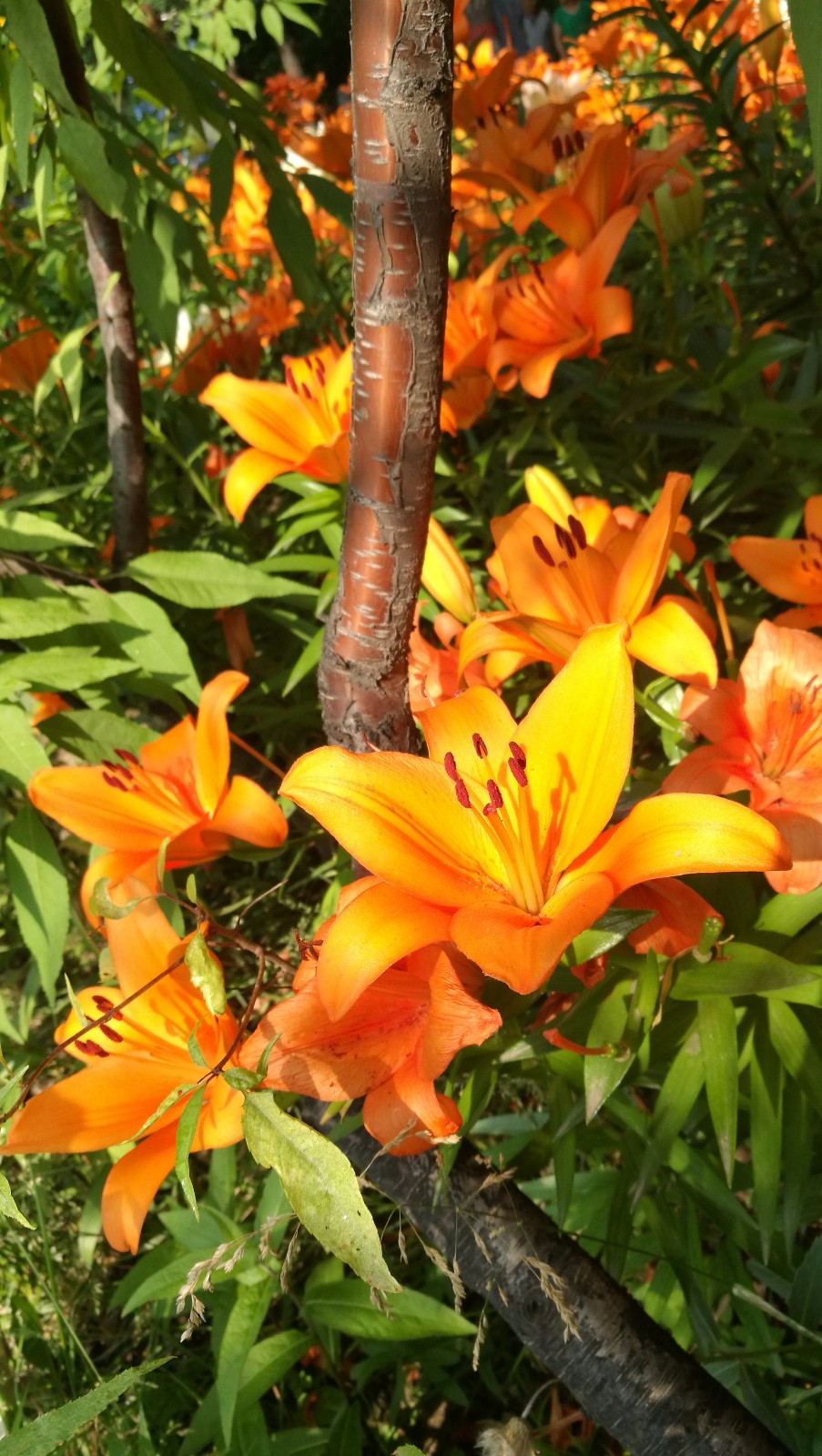 太原市公园里百合花争芳斗艳