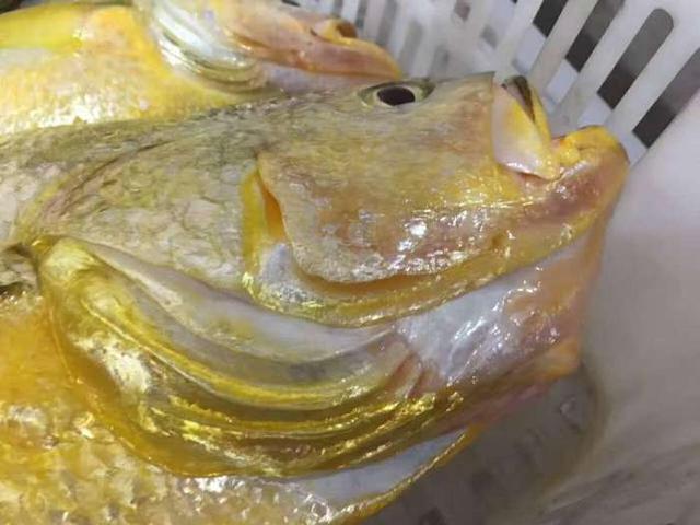 这鱼能黄金成这样,怪不得会资源稀少,长得太受欢迎