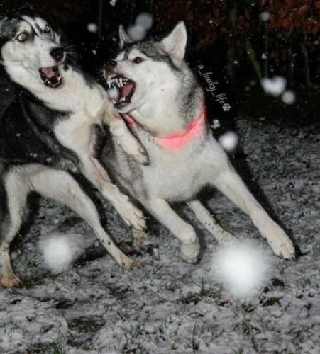 哈士奇撒手没的称号可不是白叫的