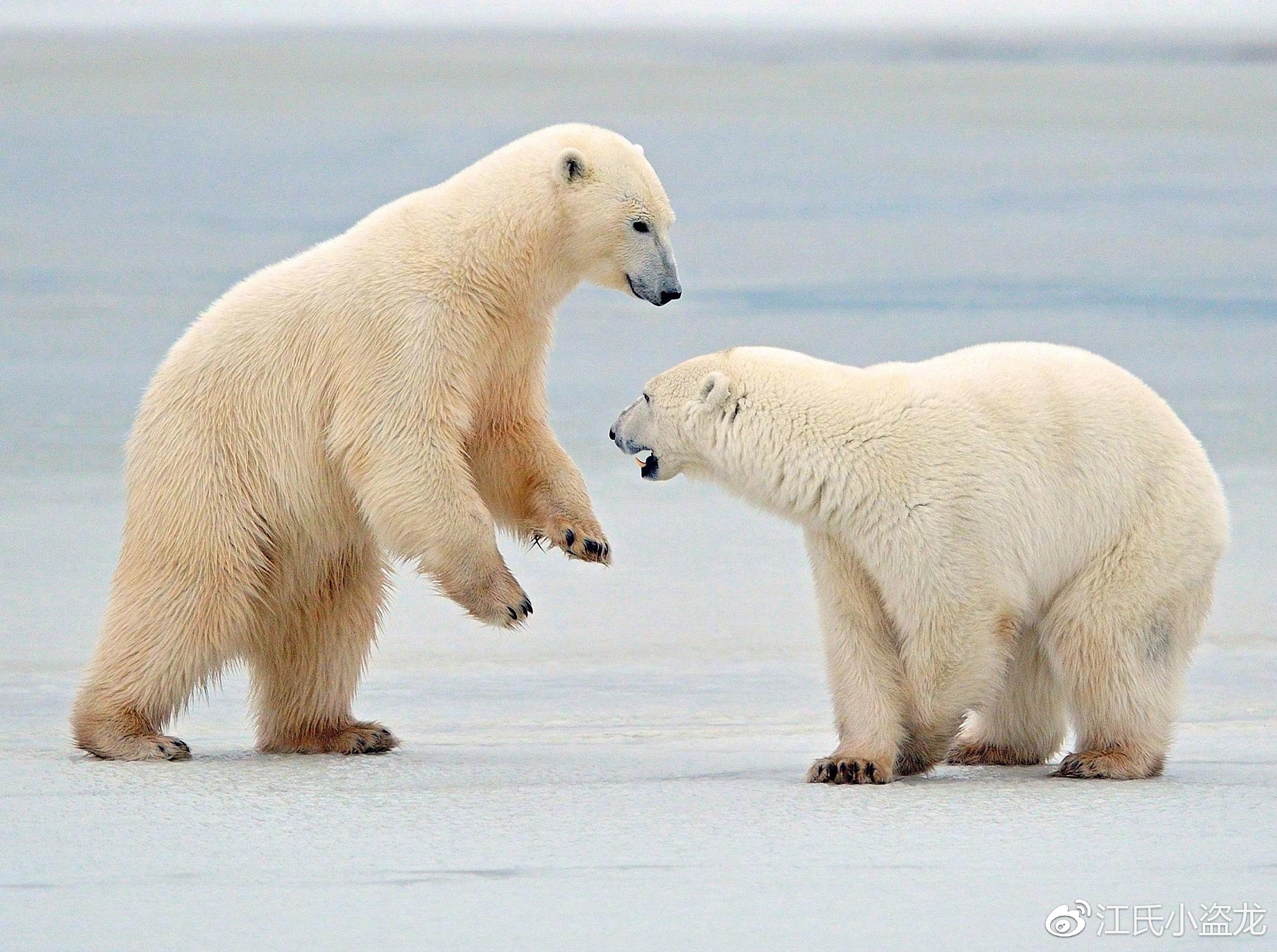 白熊龙:生活在北极的迷你小霸王