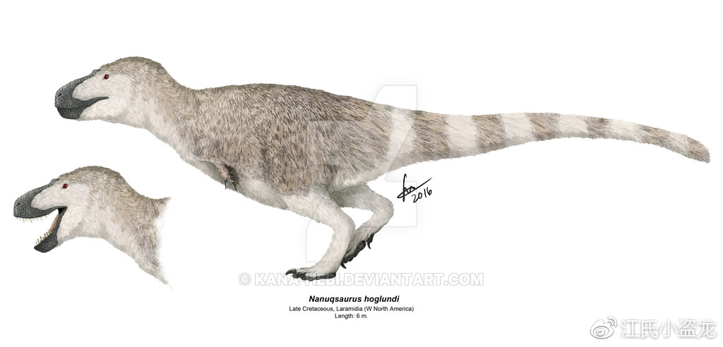 白熊龙:生活在北极的迷你小霸王