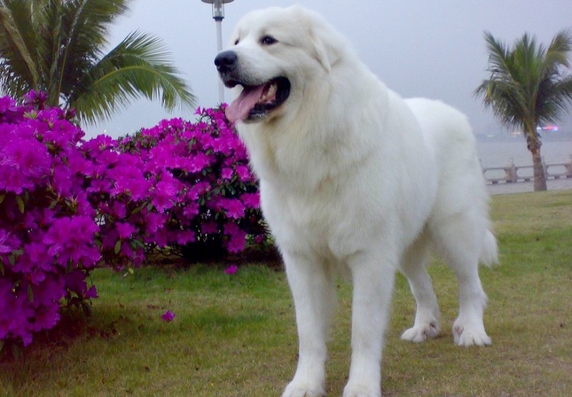 狗狗智商排名，原来英国大白熊犬比土狗还笨！
