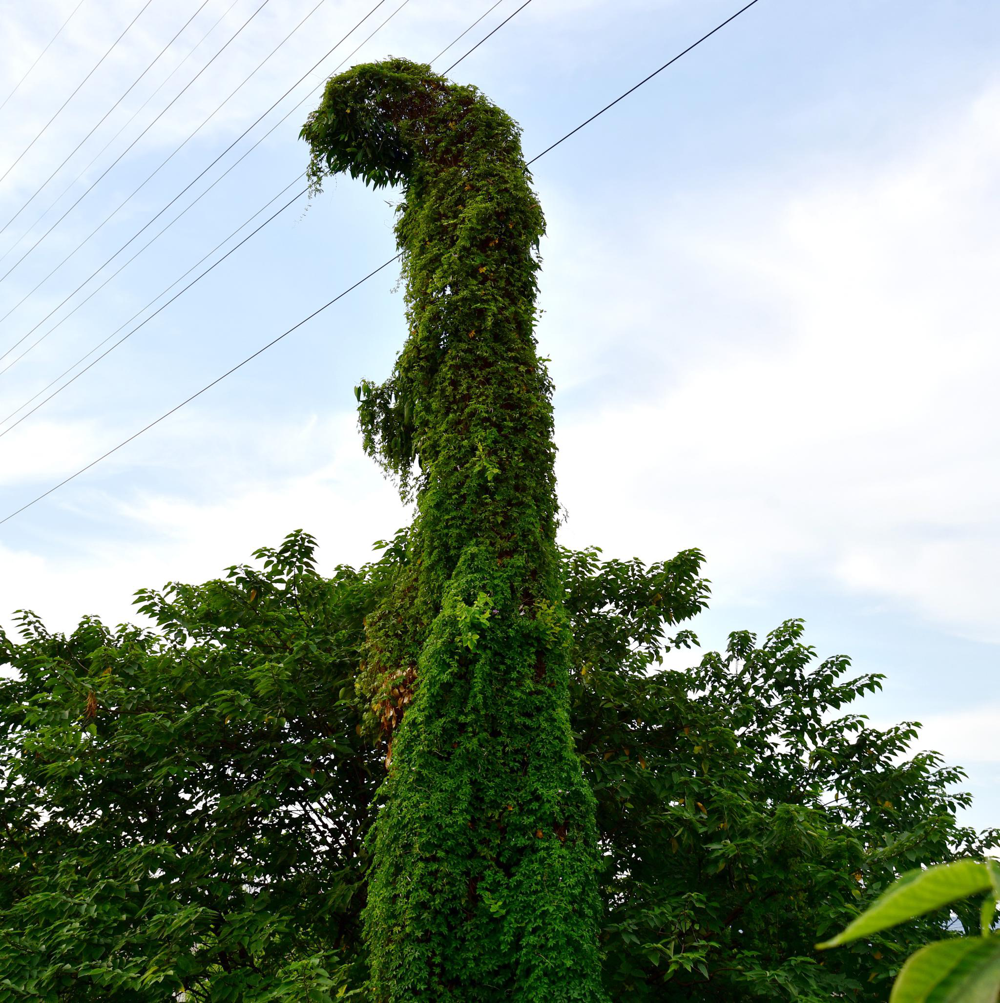 佛山西樵公路边一株植物高10米长得既像大恐龙又像人