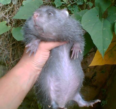 农村大爷家中发现奇怪"巨鼠",仔细一看,报警处理