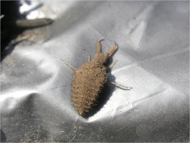 80后经常抓来玩