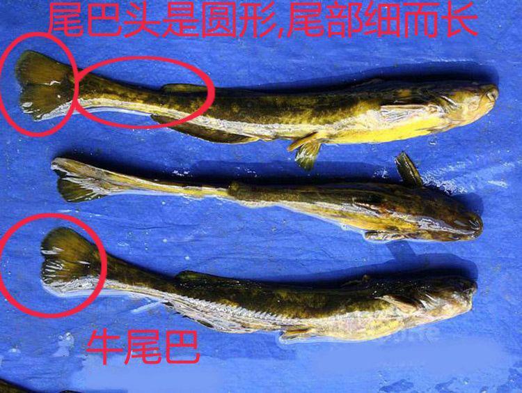 像这么大的牛尾巴鱼,当地已经卖到30多元一斤,是很难得的.