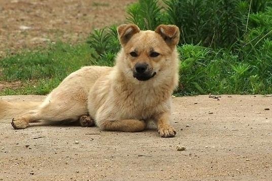 老外的看家狗叫名犬，中华田园犬却叫土狗有啥区别？|中华|田园|土狗_新浪新闻