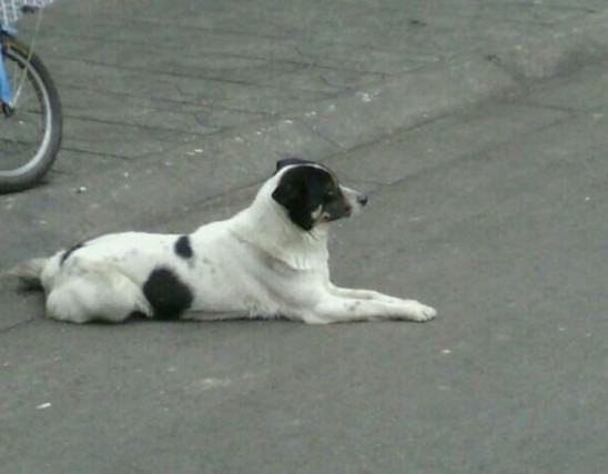 老外的看家狗叫名犬,中华田园犬却叫土狗有啥区别?