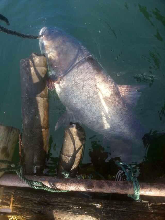 这鱼最大的特点是一张大嘴, 吃饵的方式叫"滤食"