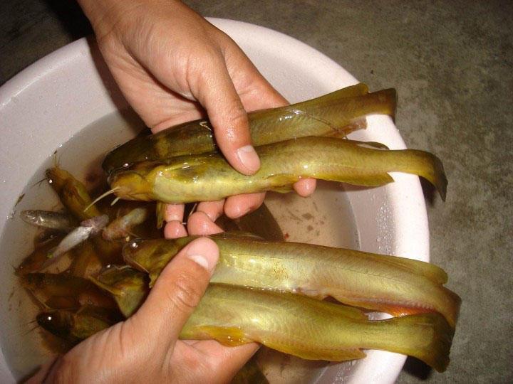 乡下夜钓黄骨鱼好吃刺有毒