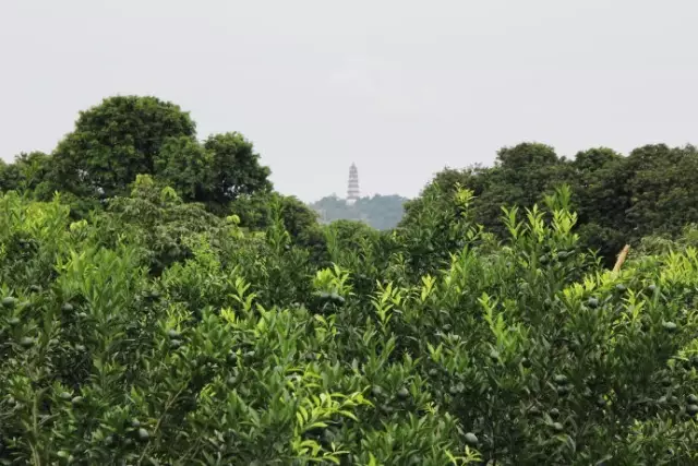 不少茶友已迫不及待冲泡一杯今年最新鲜的小青柑了