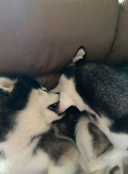 大嘴搞笑:第一次接吻,没什么经验!