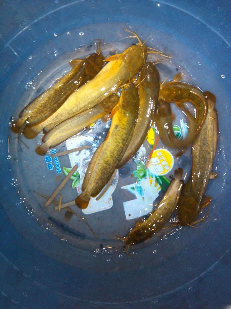 农村沟渠里的美味野货也是一种充满邪气的鱼