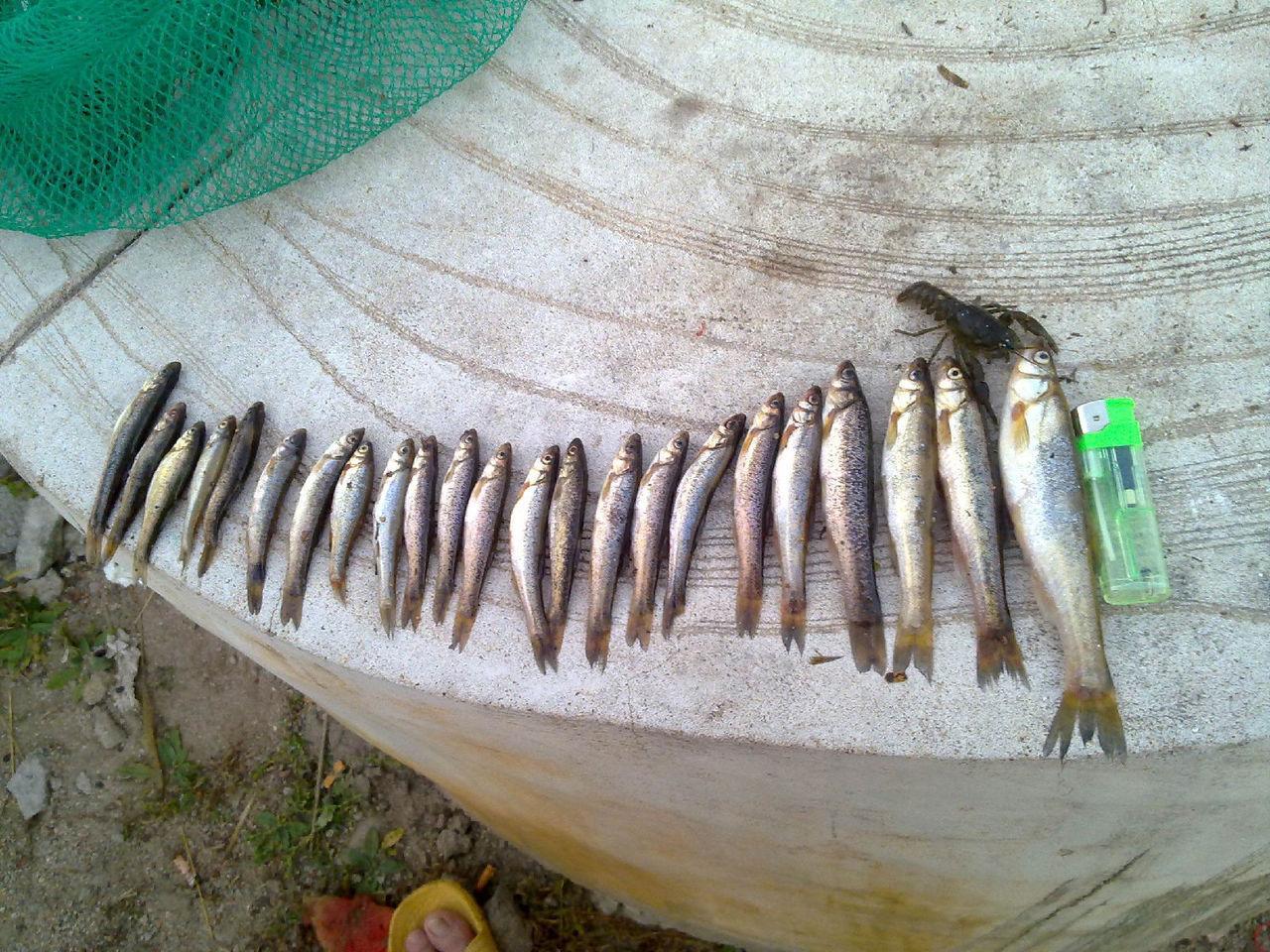 东北特有的野生小鱼"柳根子"被称之为鱼之珍品