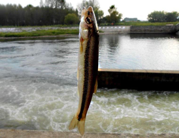 东北特有的野生小鱼"柳根子"被称之为鱼之珍品