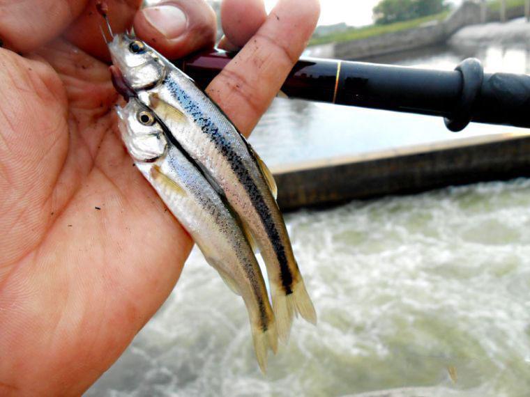 东北特有的野生小鱼"柳根子"被称之为鱼之珍品