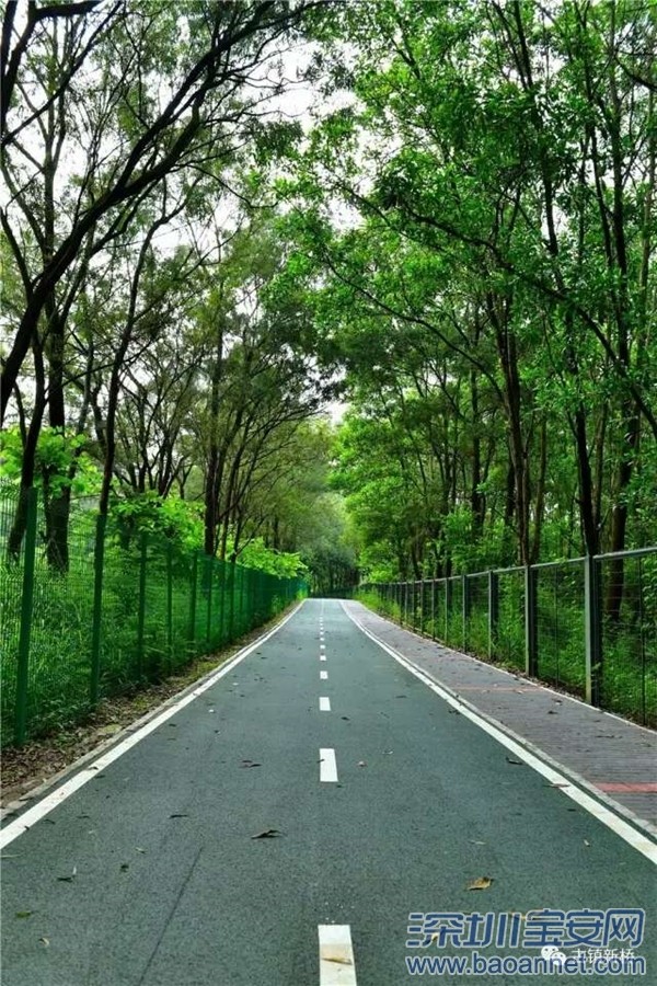 新桥新玉路绿道全新升级改造