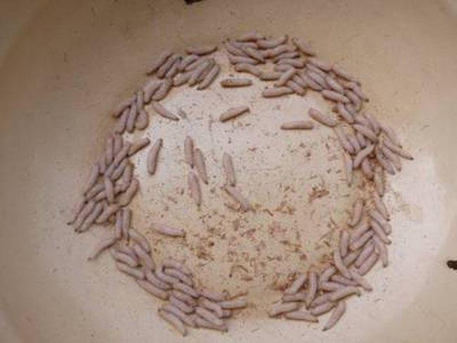 用蛆虫钓马口鱼, 一分钟就能钓两三条