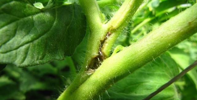 番茄芽枯病的症状及防治方法,看完你就完全明白了67__财经头条