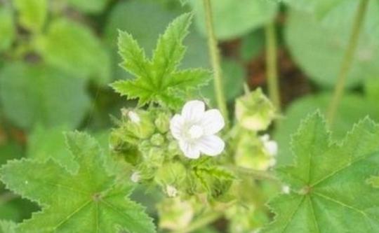 被人忽视的这种草,比人参还营养,清热解毒是好手|冬葵子|扁豆|粳米