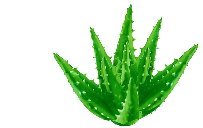 这种植物被农村小孩当玩具,会导致女人小产!