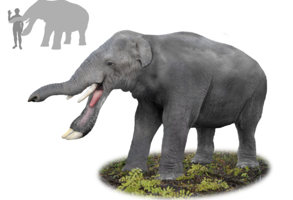 大象|象牙|鼻子_新浪网