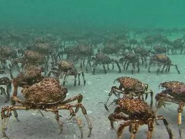 日本福岛核事故6周年,水生物变异!60人葬身杀