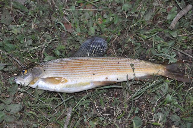 探钓额尔齐斯河的高级河鲜, 我们叫它"花翅子"此鱼肉多刺少,味极鲜美