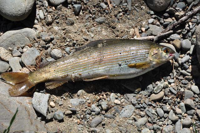 探钓额尔齐斯河的高级河鲜, 我们叫它"花翅子"