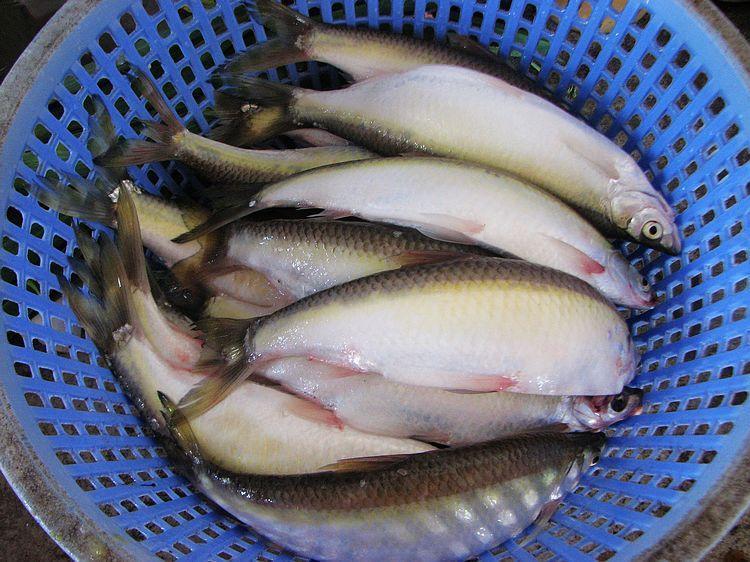 一种生活在干净水源的江河小杂鱼, 香煎滚汤, 好