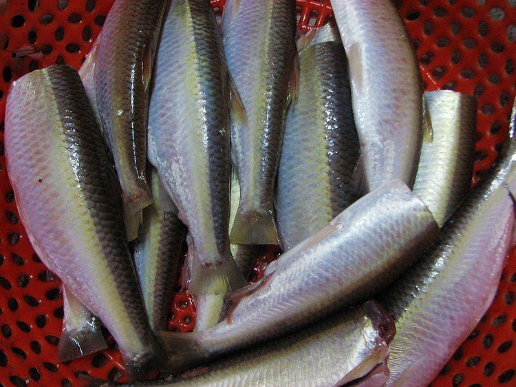 快,口小,一叼饵就马上飞快的游走了,所以好难钓得的,那时的河里杂质少