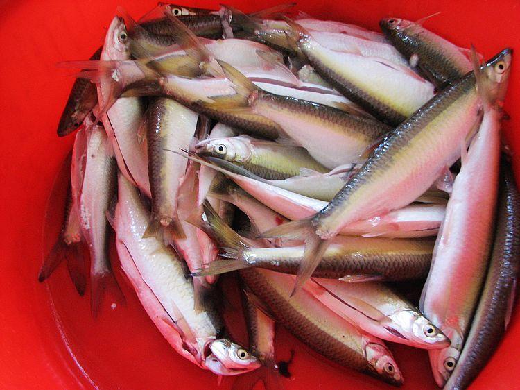 快,口小,一叼饵就马上飞快的游走了,所以好难钓得的,那时的河里杂质少