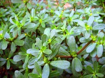 马齿苋|白发|野菜_新浪新闻