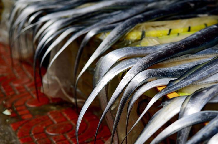 这鱼光滑无瑕, 就像镀了一层银, 有"太刀鱼"的美称