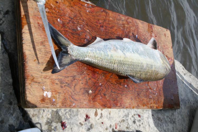 被誉为长江三鲜之首的鲥鱼在加拿大可以随便钓