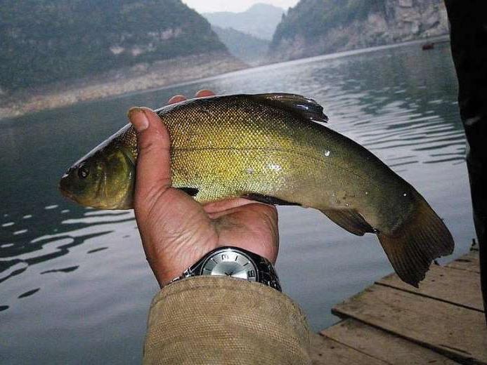 全身金黄色, 身体滑溜溜的丁桂鱼, 卖百元一斤