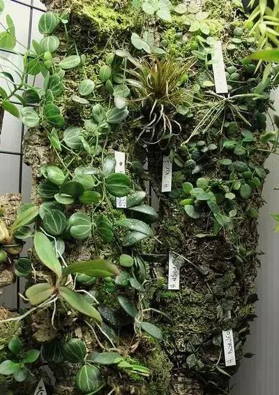 家居水景丨雨林缸开缸造景详细过程讲解|植物|雨林|凤梨_新浪新闻