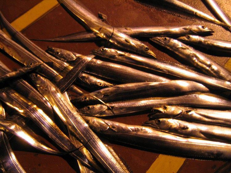 这鱼光滑无瑕, 就像镀了一层银, 有"太刀鱼"的美称