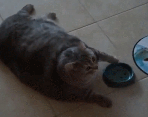 故意不给家猫吃饭猫咪饿的直叫唤网友表示饿的好