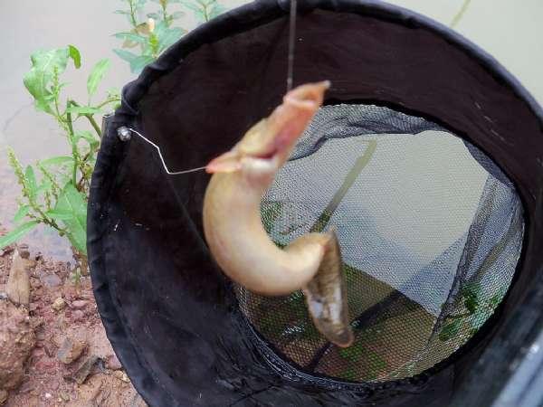 这鱼你们那叫它什么, 客家人称它为"猪麻锯"